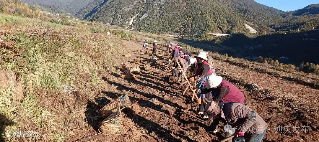 安南村當(dāng)歸種植喜獲豐收