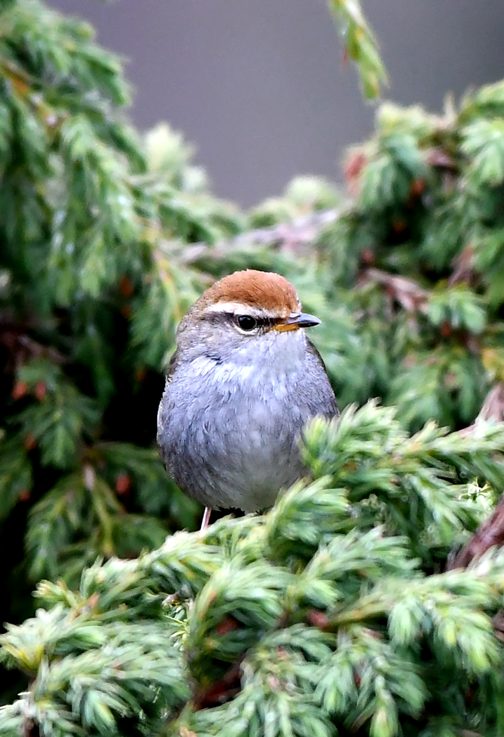 【迪慶百鳥集】127 棕頂樹鶯