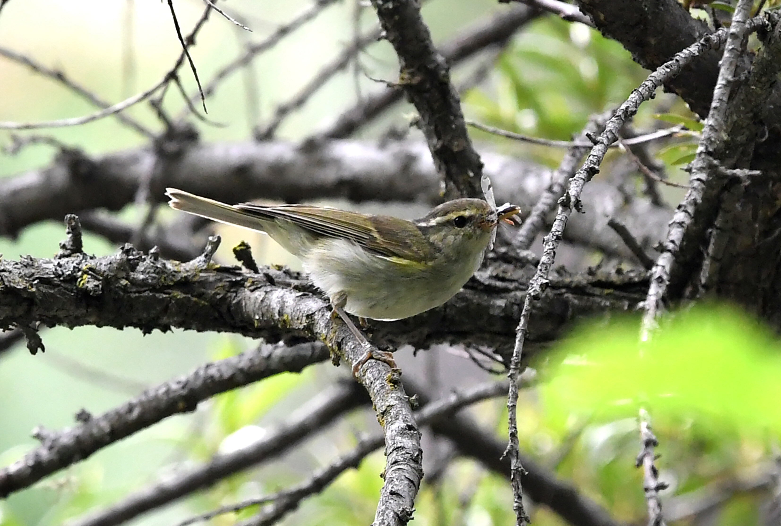 【迪慶百鳥集】134云南柳鶯