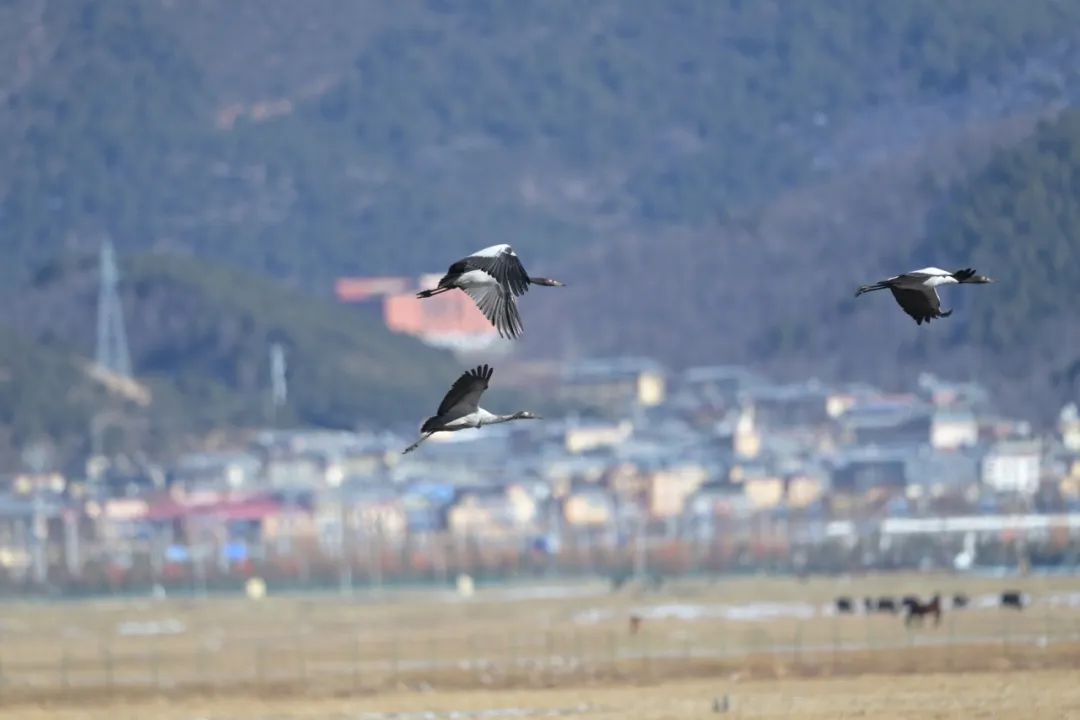 562只！納帕海國(guó)際重要濕地越冬黑頸鶴數(shù)量創(chuàng)新高！