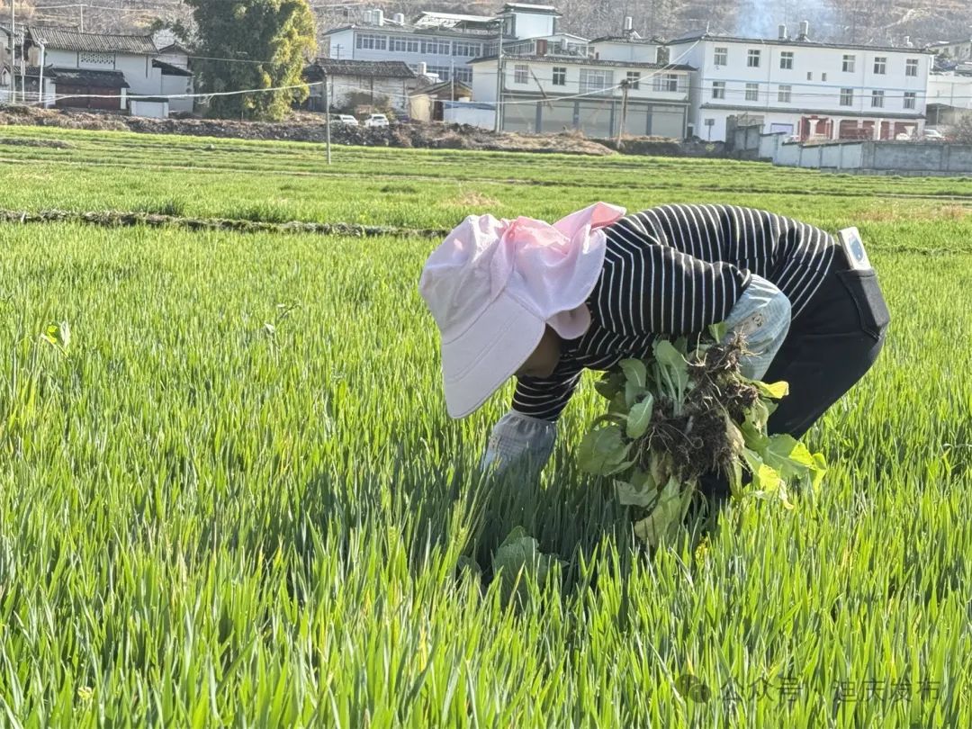 迪慶各地：春耕備耕忙 油菜花開(kāi)美