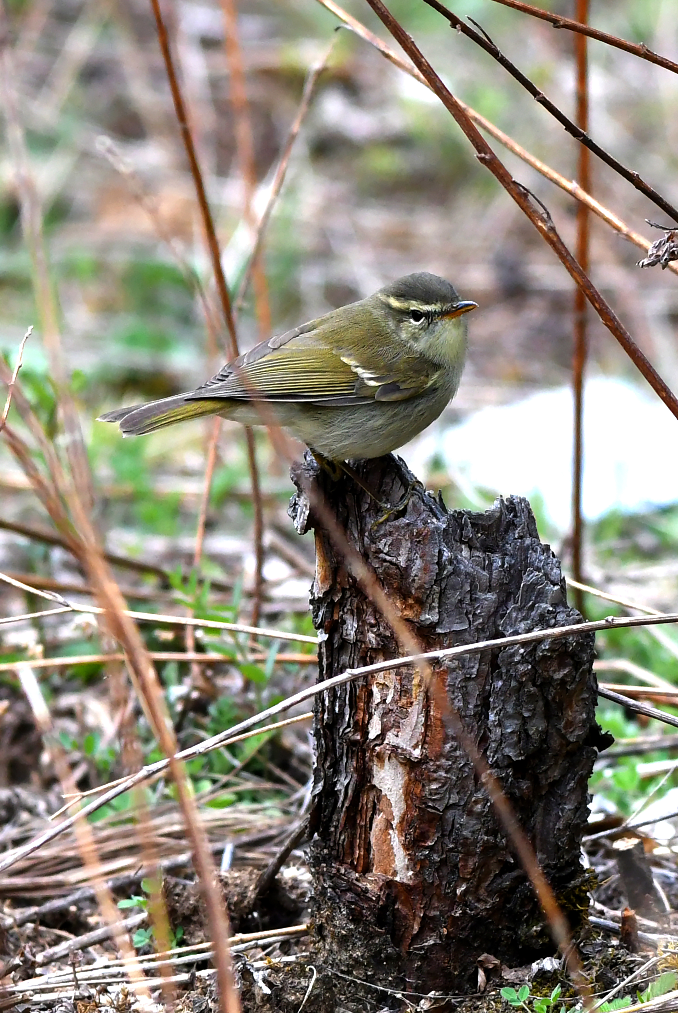 【迪慶百鳥集】142 暗綠柳鶯