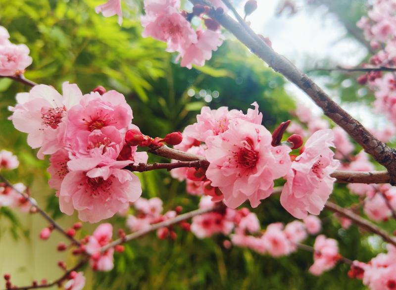 香格里拉市城區(qū)：榆葉梅開春意鬧