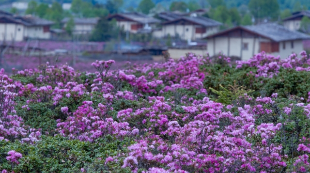 世界的“香格里拉”第二屆花之旅啟幕！邀你共赴一場高原花海之約