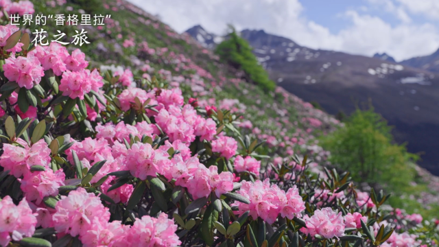 奔赴迪慶，共赴浪漫杜鵑花海之約