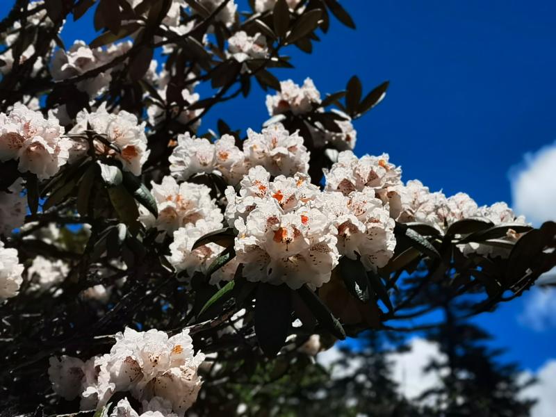 漫步千湖山：在云端花海間拾得一捧夏花