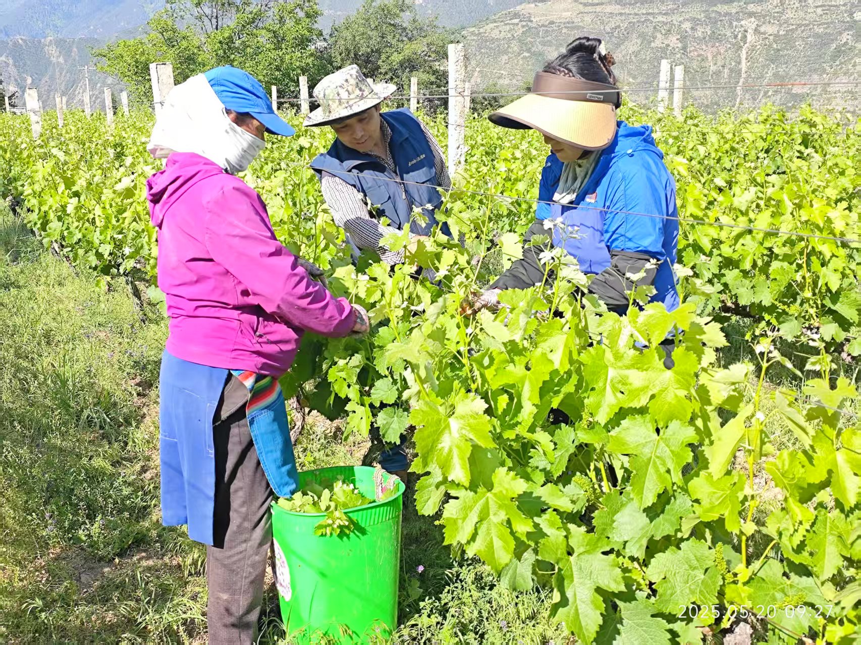 德欽葡萄園：掛果期里農(nóng)事忙 技術(shù)護航促豐收
