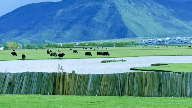 暑期“熱度”不一樣，香格里拉剛好19℃！