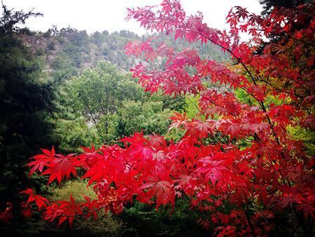 九寨溝已進入賞秋品紅葉最佳時期。