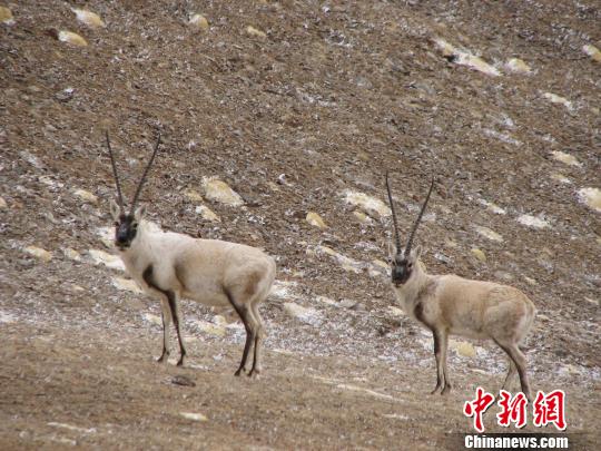 圖為藏羚羊。那曲地區(qū)林業(yè)局供圖