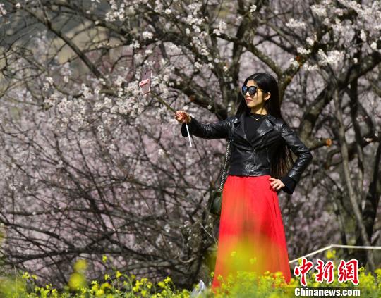 圖為內(nèi)地游客在桃花樹下自拍?！≈芪脑?攝