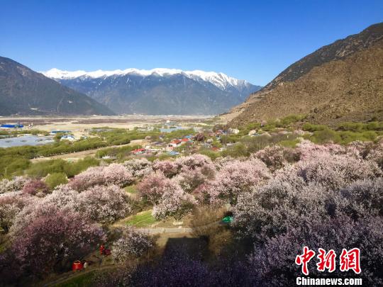圖為嘎拉村盛開的桃花。　趙朗 攝