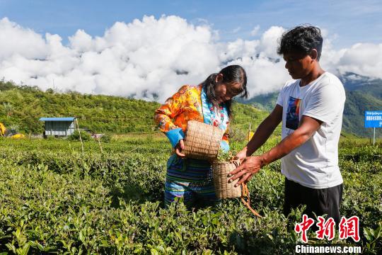 圖為當(dāng)?shù)剞r(nóng)戶在采茶。墨脫縣委宣傳部供圖