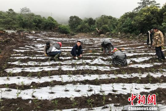 圖為當(dāng)?shù)剞r(nóng)戶種植茶葉。墨脫縣委宣傳部供圖