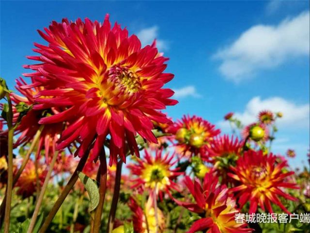 撈魚(yú)河大麗花