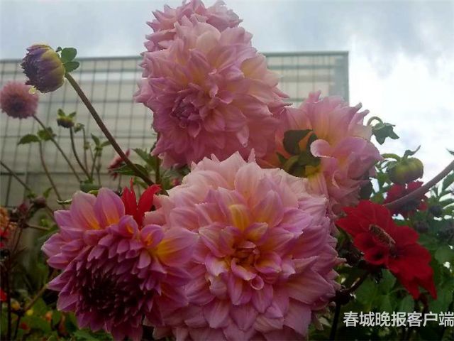 撈魚(yú)河大麗花