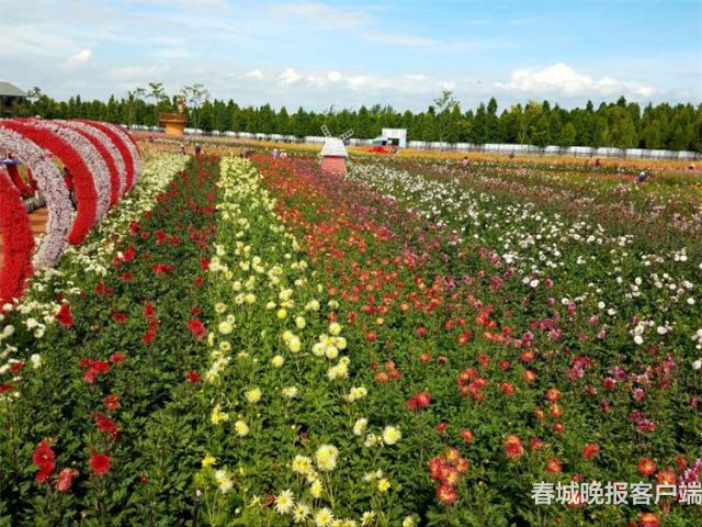 撈魚(yú)河大麗花