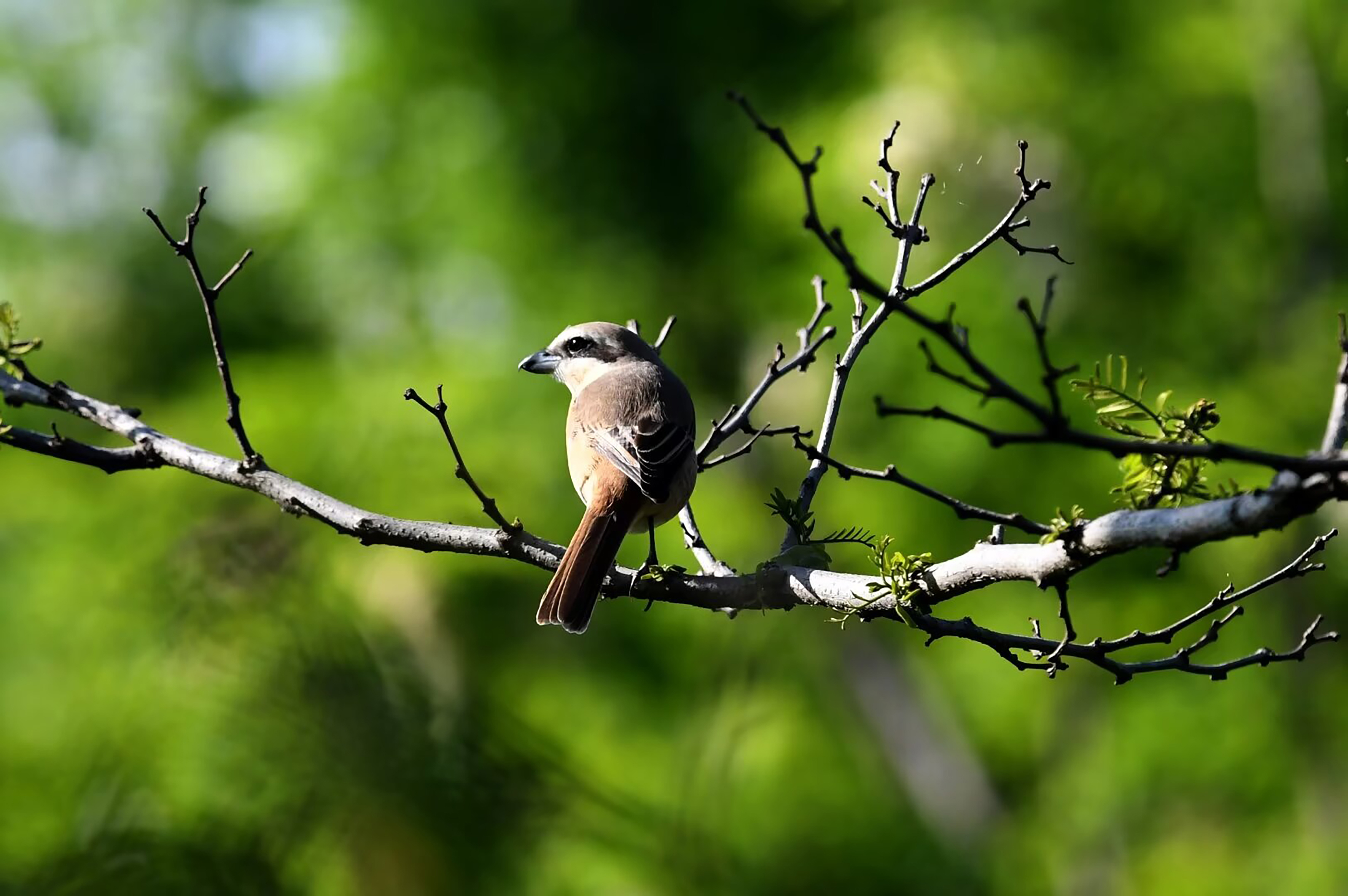 【迪慶百鳥集】110紅尾伯勞