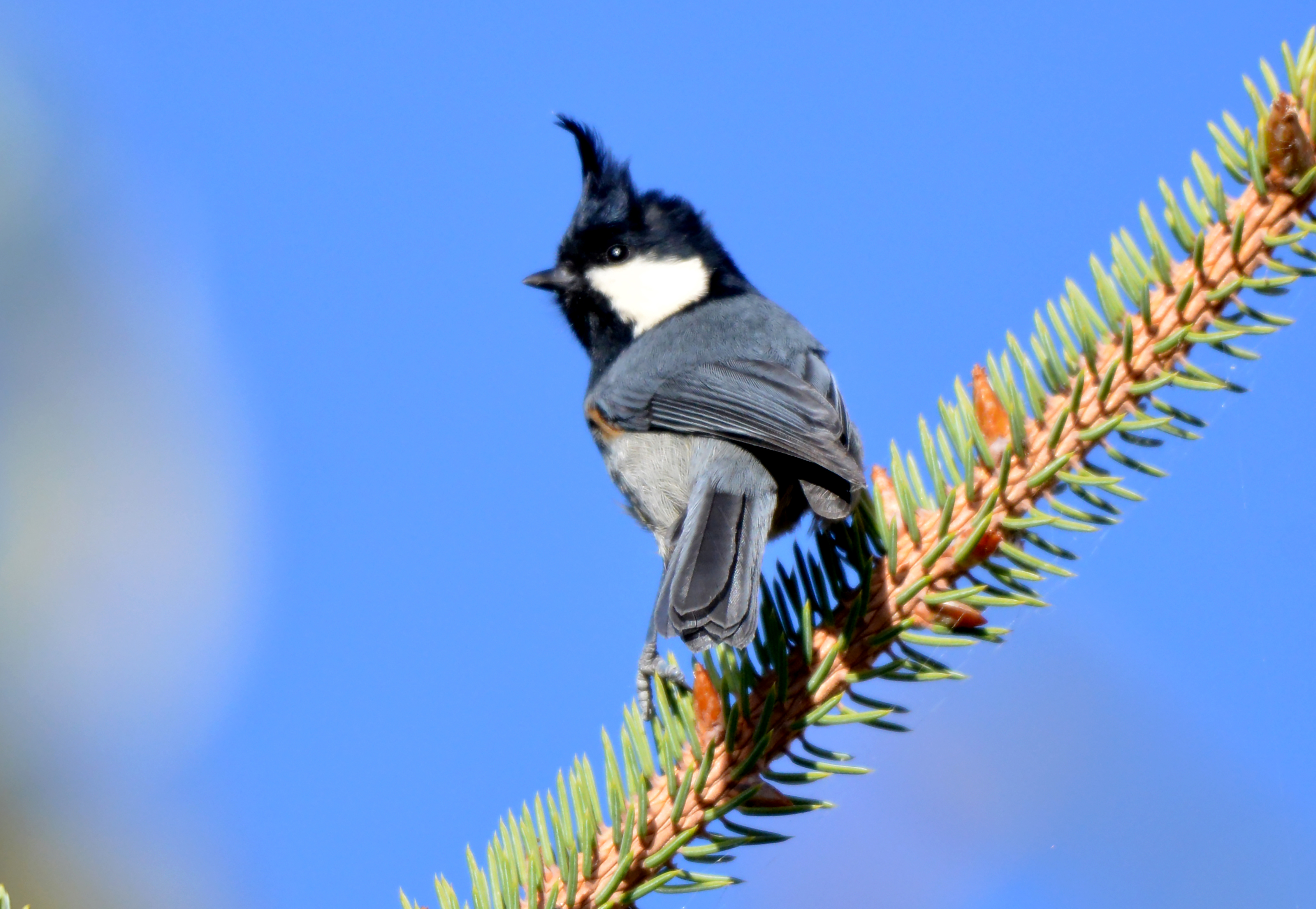 【迪慶百鳥集】116 黑冠山雀