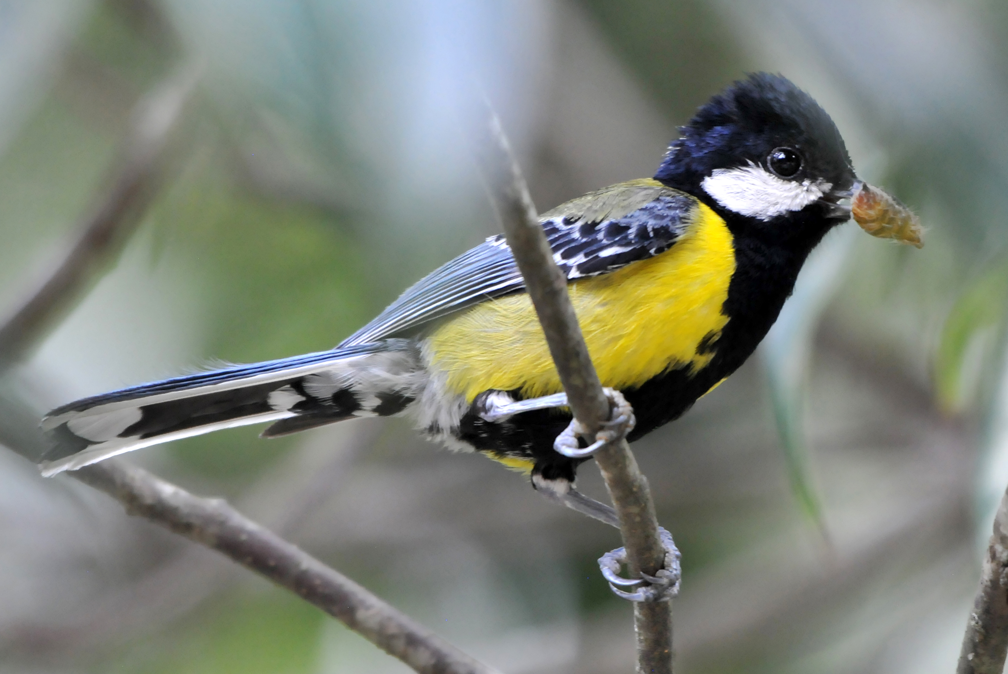 【迪慶百鳥集】123 綠背山雀