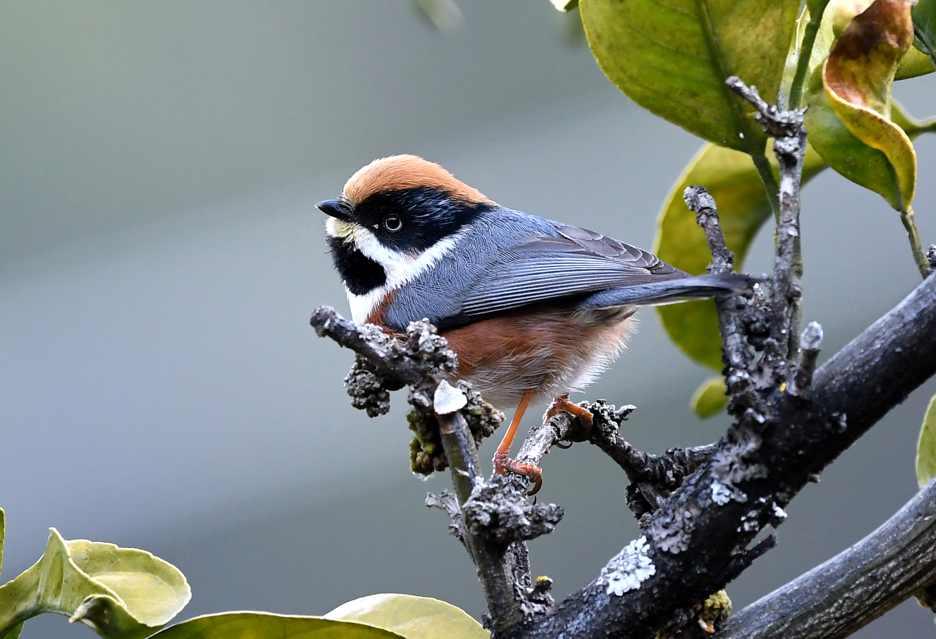 【迪慶百鳥集】128 紅頭長尾山雀