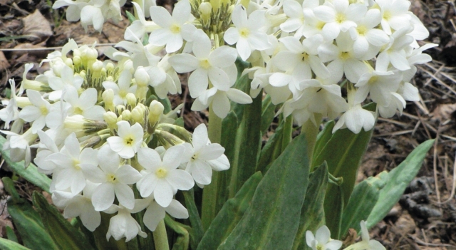 白花雪山報春